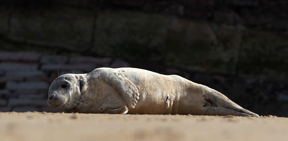 Una joven foca gris aparece en la playa de La Concha de San Sebastián