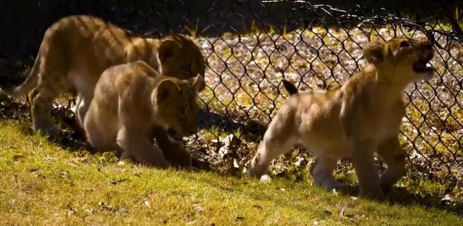 Los cachorros de león debutan al sol en el zoológico de Audubon de Nueva Orleans