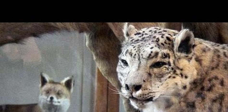 El museo de zoología de Barcelona cierra las puertas