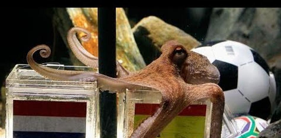 El pulpo Paul pronostica que España ganará el Mundial de Sudáfrica