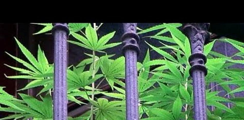 Los cinco vídeos de la semana en HagoClic.com