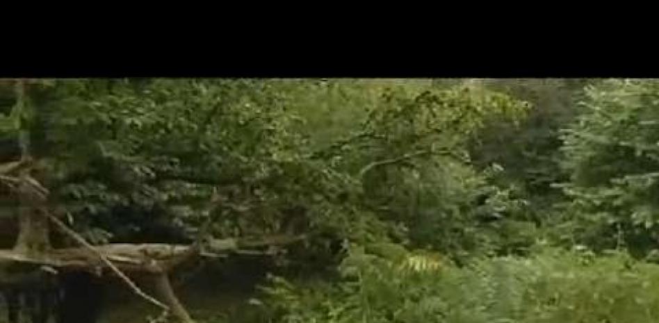 Localizados tres zulos de ETA con armas y explosivos en Francia