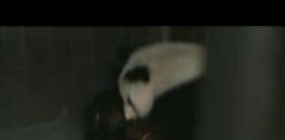 Nace una cría de oso panda gigante en el Zoo de Madrid