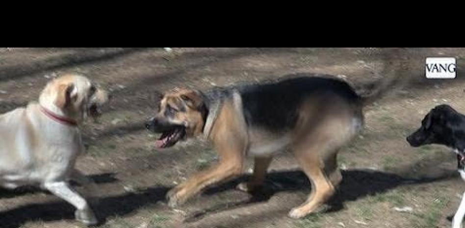 La nueva ordenanza de animales de Barcelona prevé más espacios para pasear perros sueltos