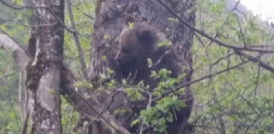Un osezno se planta en el domicilio de un vecino de Val d'Aran