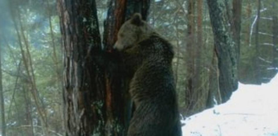 Un proyecto europeo de 2,5 millones ayudará a salvar el oso del Pirineo