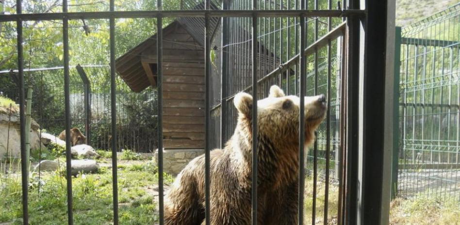 Campaña para reubicar a dos osos
