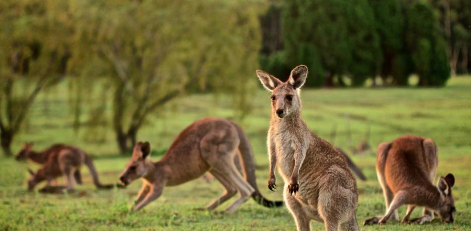 Viaje a Australia, hogar del canguro y el koala