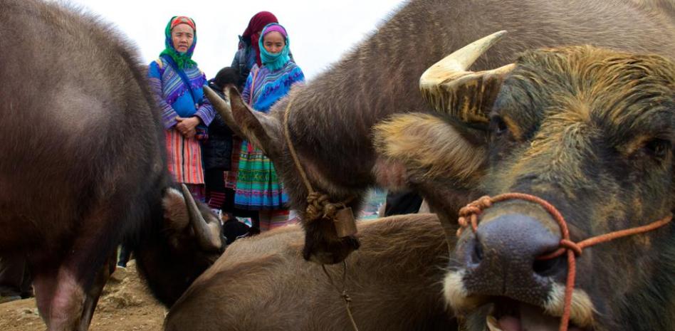 Viaje a Sapa, la región de las tribus de Vietnam