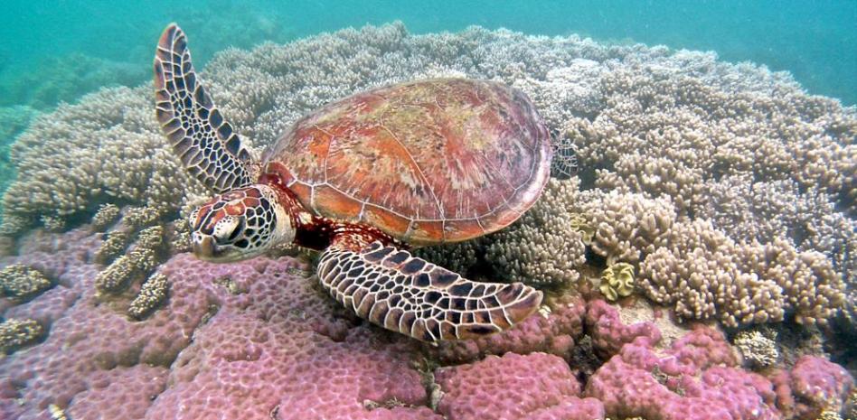 Cómo ver la Gran Barrera de Coral antes de que desaparezca