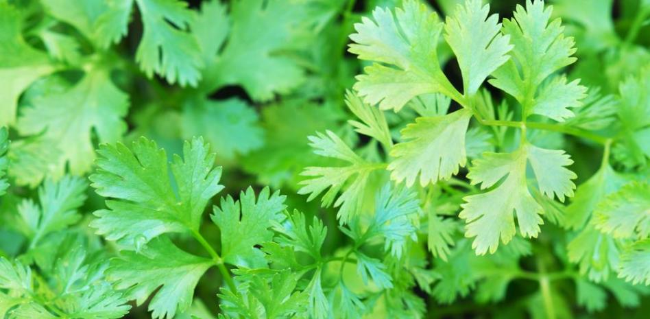 Cilantro: qué es, propiedades, beneficios y valor nutricional de esta hierba aromática