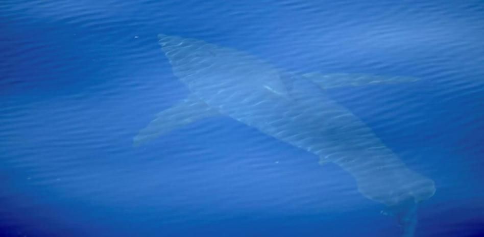 Avistamiento histórico de un tiburón blanco en Baleares