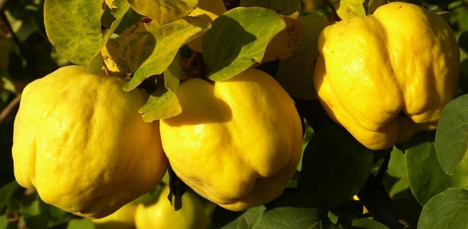 Qué nos aporta comer membrillo