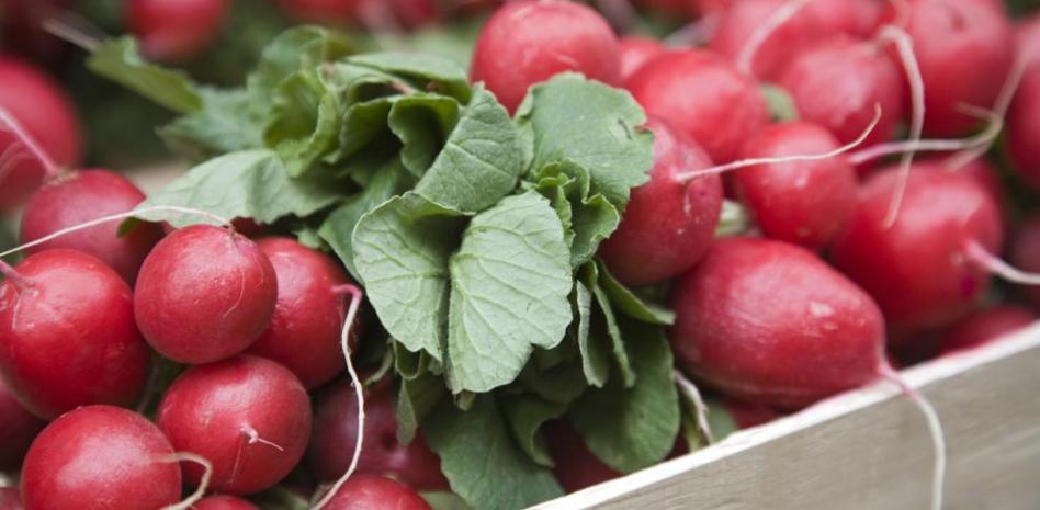 Cuáles son los beneficios del rábano