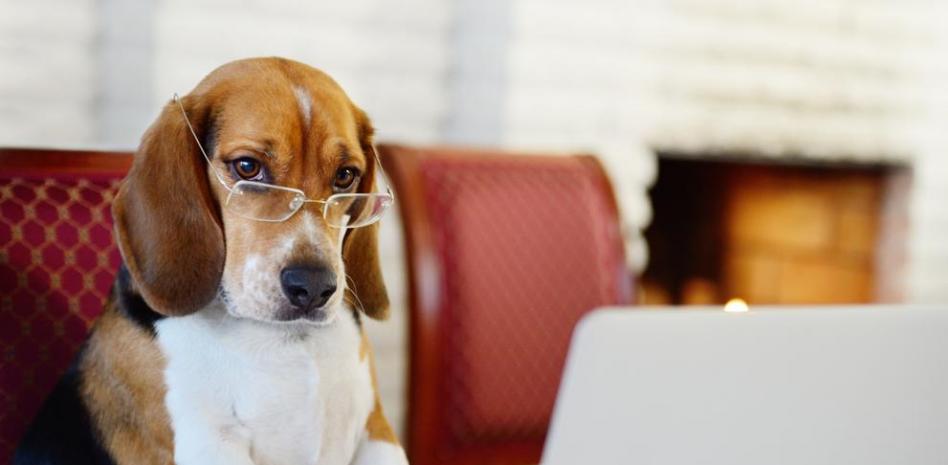 Beagle, el perro ideal para las casas