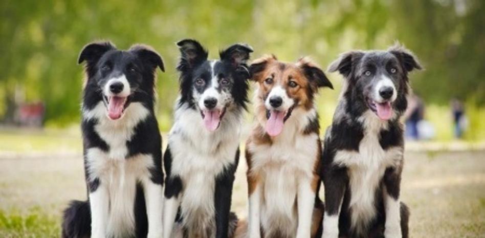 Border Collie, el perro más inteligente del mundo