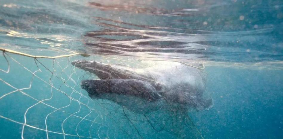 Difunden imágenes de cría de ballena atrapada en una red contra tiburones