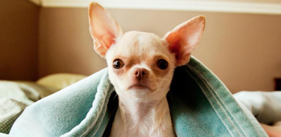 El Chihuahua, uno de los perros más pequeños del mundo