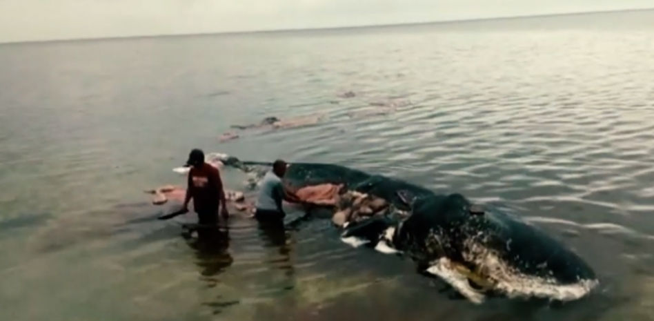 Hallan una ballena muerta con 1.000 trozos de plástico en su interior