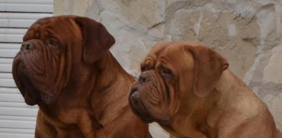 Así es el dogo de Burdeos, el perro que ha matado a dos mujeres en Colmenar de Oreja 