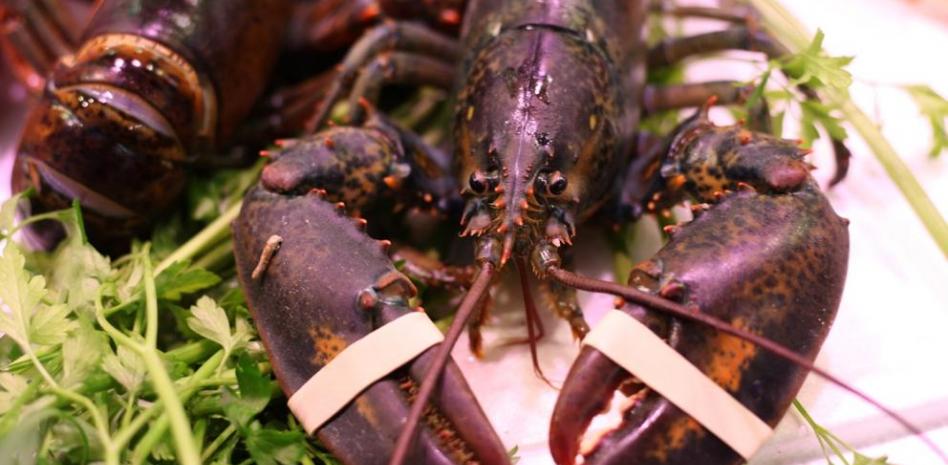 Bogavante: propiedades, beneficios y valor nutricional