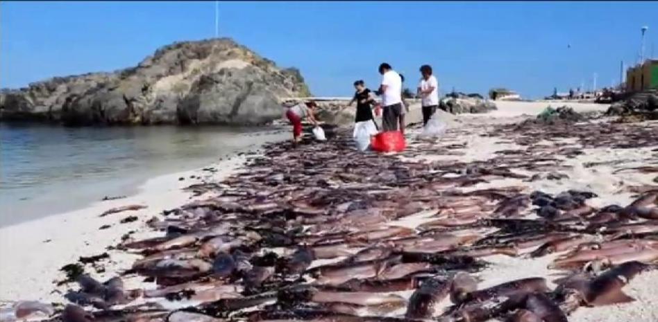 Miles de sepias aparecen muertas en una playa de Chile