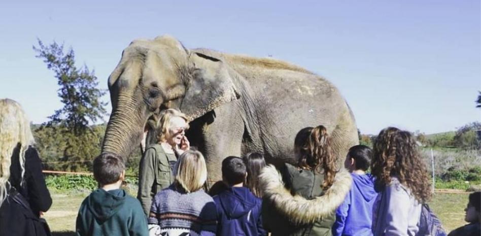 La elefanta Dumba reaparece “esquelética” en Sevilla