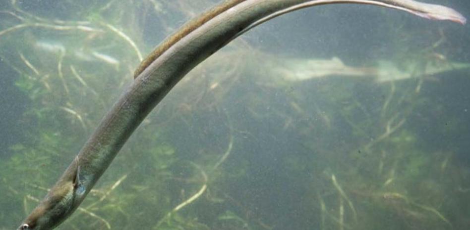 Cuáles son los beneficios de comer anguila