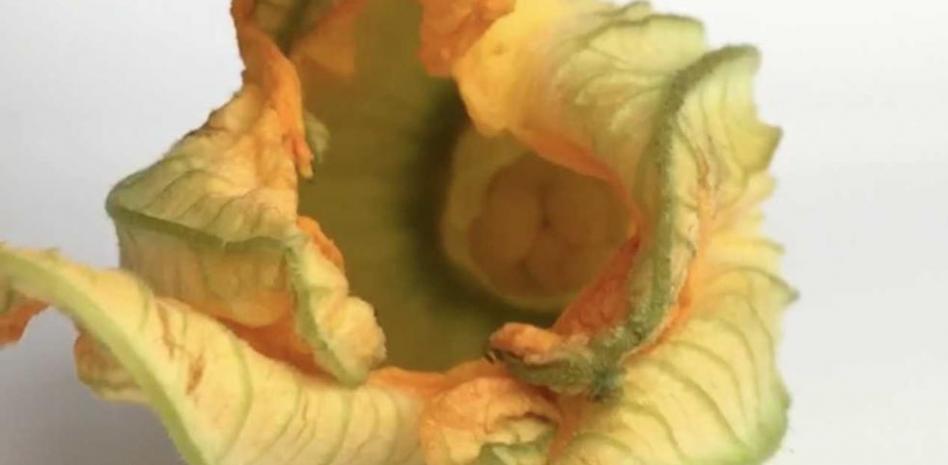 La mejor receta para rellenar tus flores de calabacín