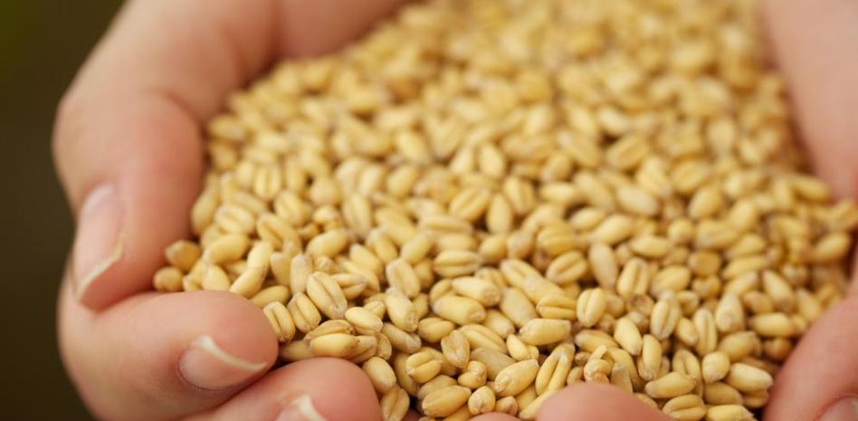 Germen de trigo: propiedades, beneficios y valor nutricional