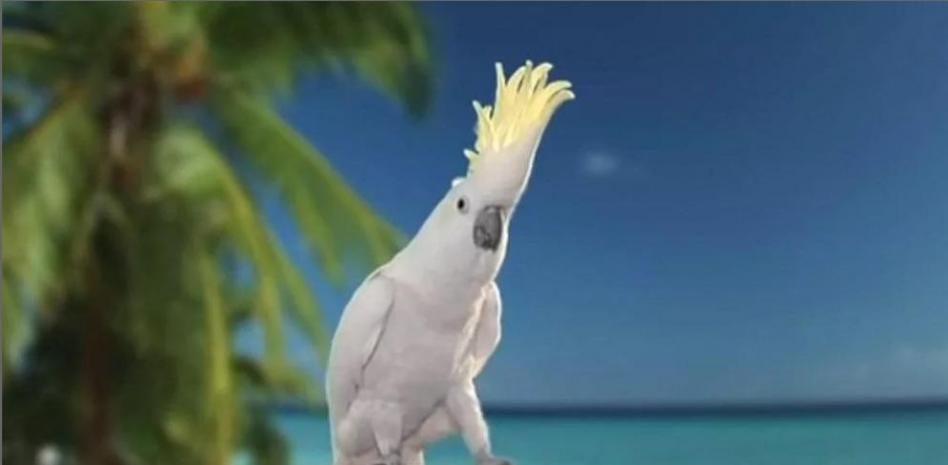 Snowball, la famosa cacatúa que ahora también es capaz de sorprender a la ciencia