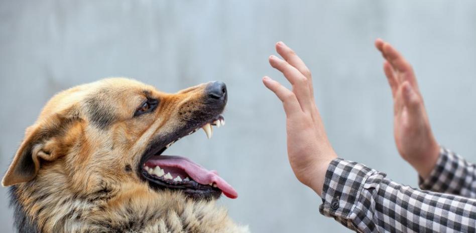 ¿Es la castración la única solución para acabar con el machismo perruno?