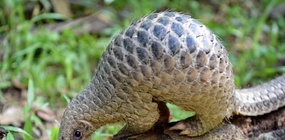 Así es el pangolín, el animal que podría tener el origen del coronavirus