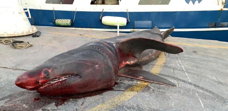 Más tiburones avistados en el Mediterráneo por el coronavirus y el ‘Gloria’