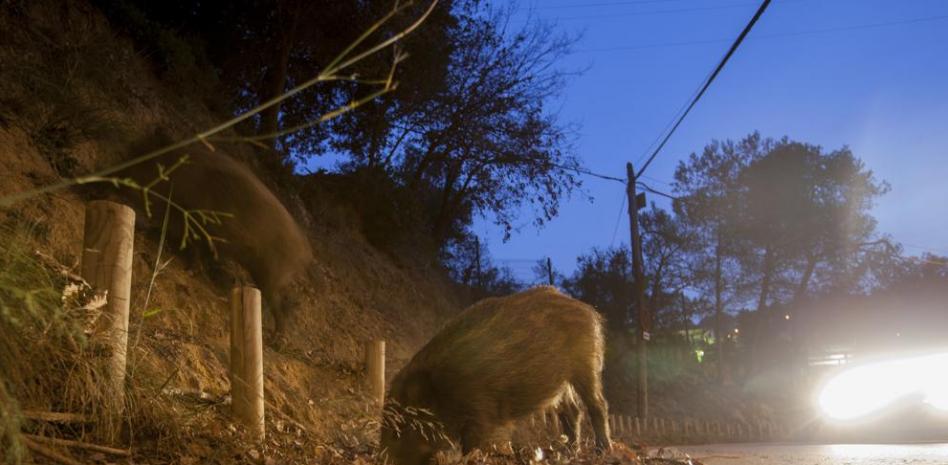 El ADAC y el RACE realizan un crash test con animales simulados
