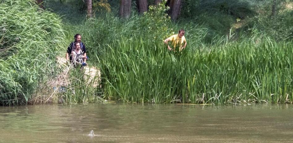 Los restos de un pez devorado por el cocodrilo permiten hallar su nido en Valladolid