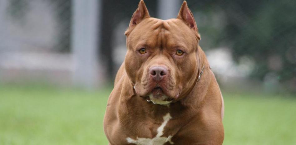 El Gobierno eliminará el listado de perros peligrosos