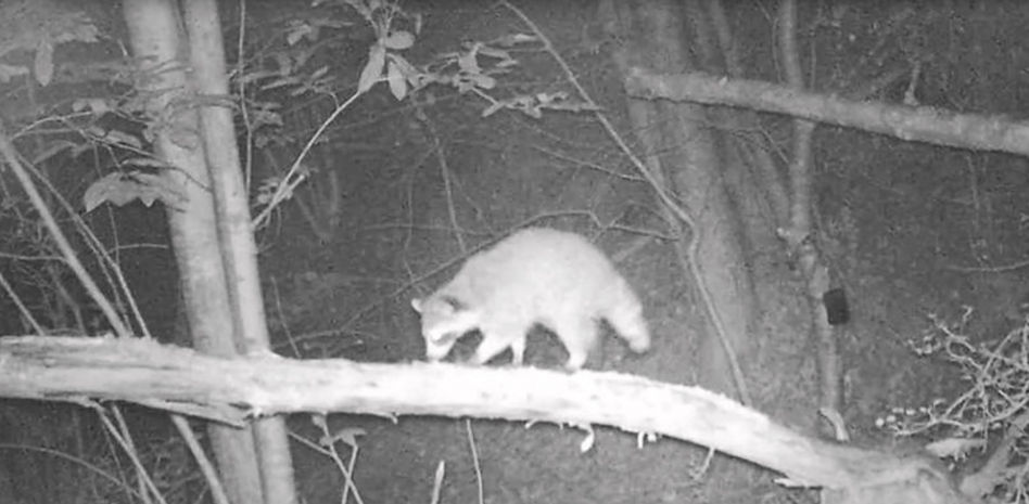 Graban por primera vez un mapache en un bosque de Catalunya