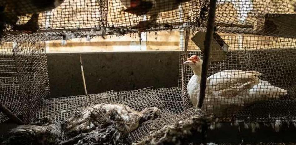 Las espeluznantes imágenes de una granja de foie gras en Francia ponen el sector en el punto de mira