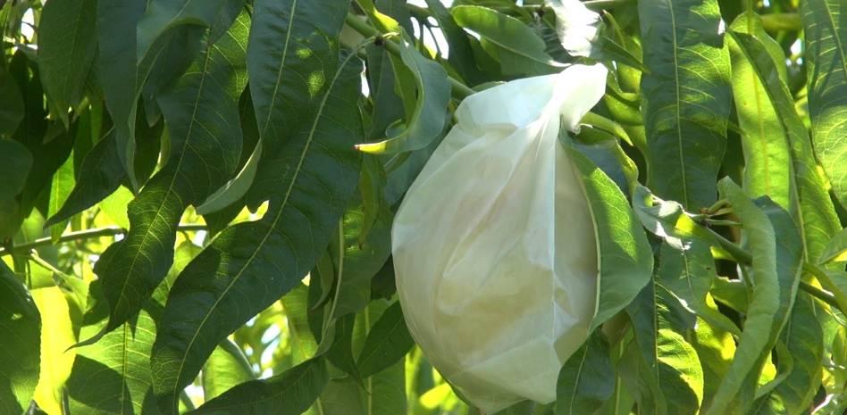 ¿Por qué los melocotones de Calanda maduran en una bolsa de papel?
