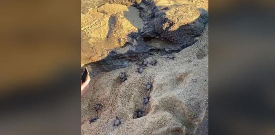Nacen 40 crías de tortuga boba en una cala del norte de Menorca