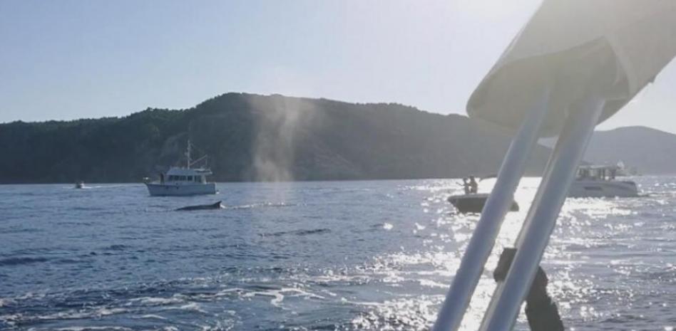 Investigan la persecución a tres ballenas por 20 barcas en el Cap de Creus