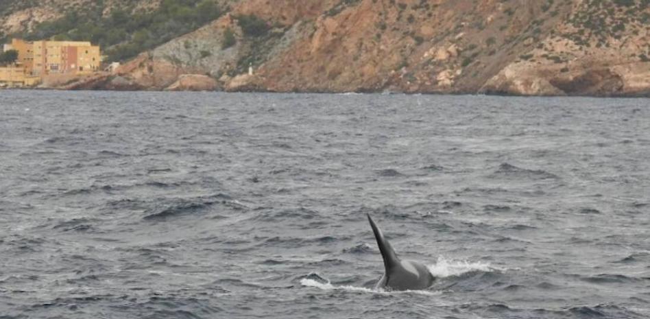 El acoso de las orcas a diferentes embarcaciones desconcierta a los científicos