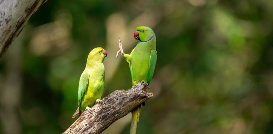 Las fotografías más hilarantes del mundo animal de este 2020