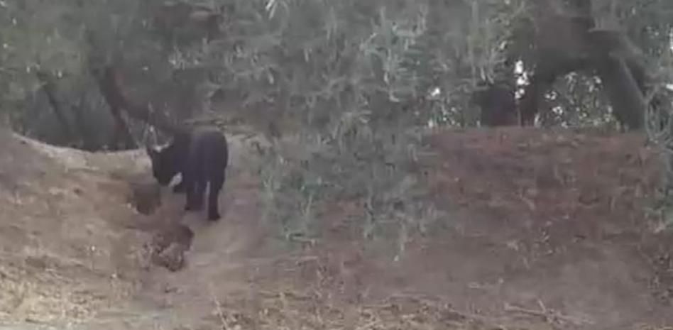 Una imagen de la supuesta pantera negra de Granada aviva su búsqueda por la Guardia Civil 