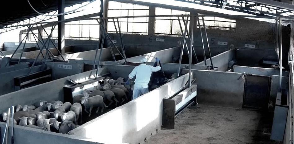 Golpes, patadas y escasa higiene: las impactantes imágenes de un matadero de Toledo