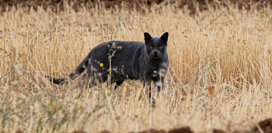 La pantera negra o gato grande de Granada se ha evaporado
