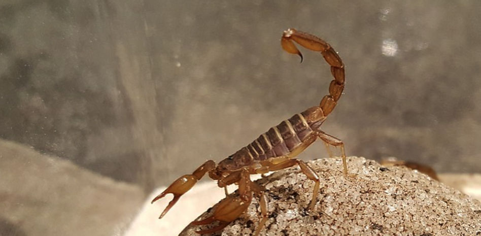 Una joven de Valencia sufre la picadura de un escorpión al abrir un paquete de Aliexpress