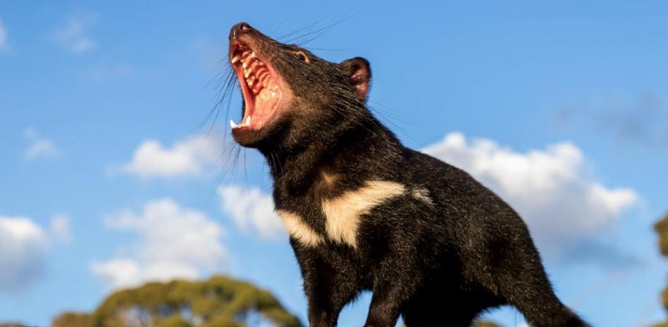El demonio de Tasmania vuelve a Australia 3.000 años después de extinguirse