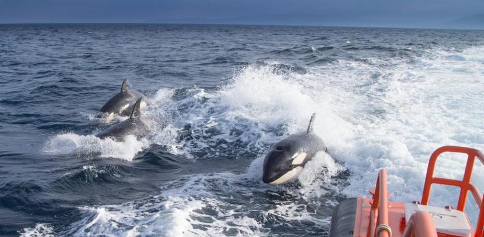 Remolcados dos veleros tras los ataques de orcas en la costa gallega